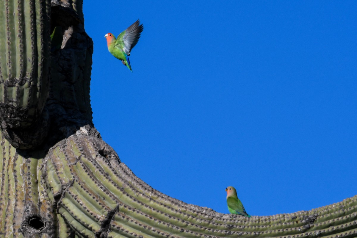 Rosy-faced Lovebird - ML647112326