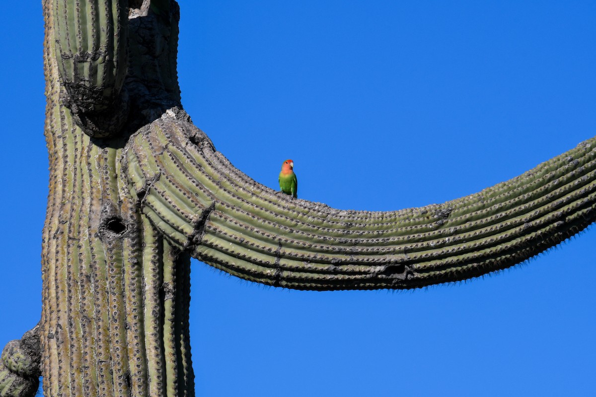 Rosy-faced Lovebird - ML647112327