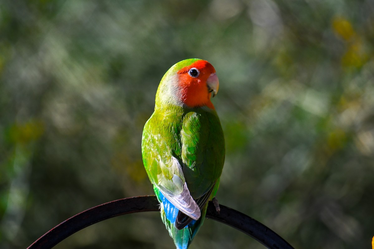Rosy-faced Lovebird - ML647112328