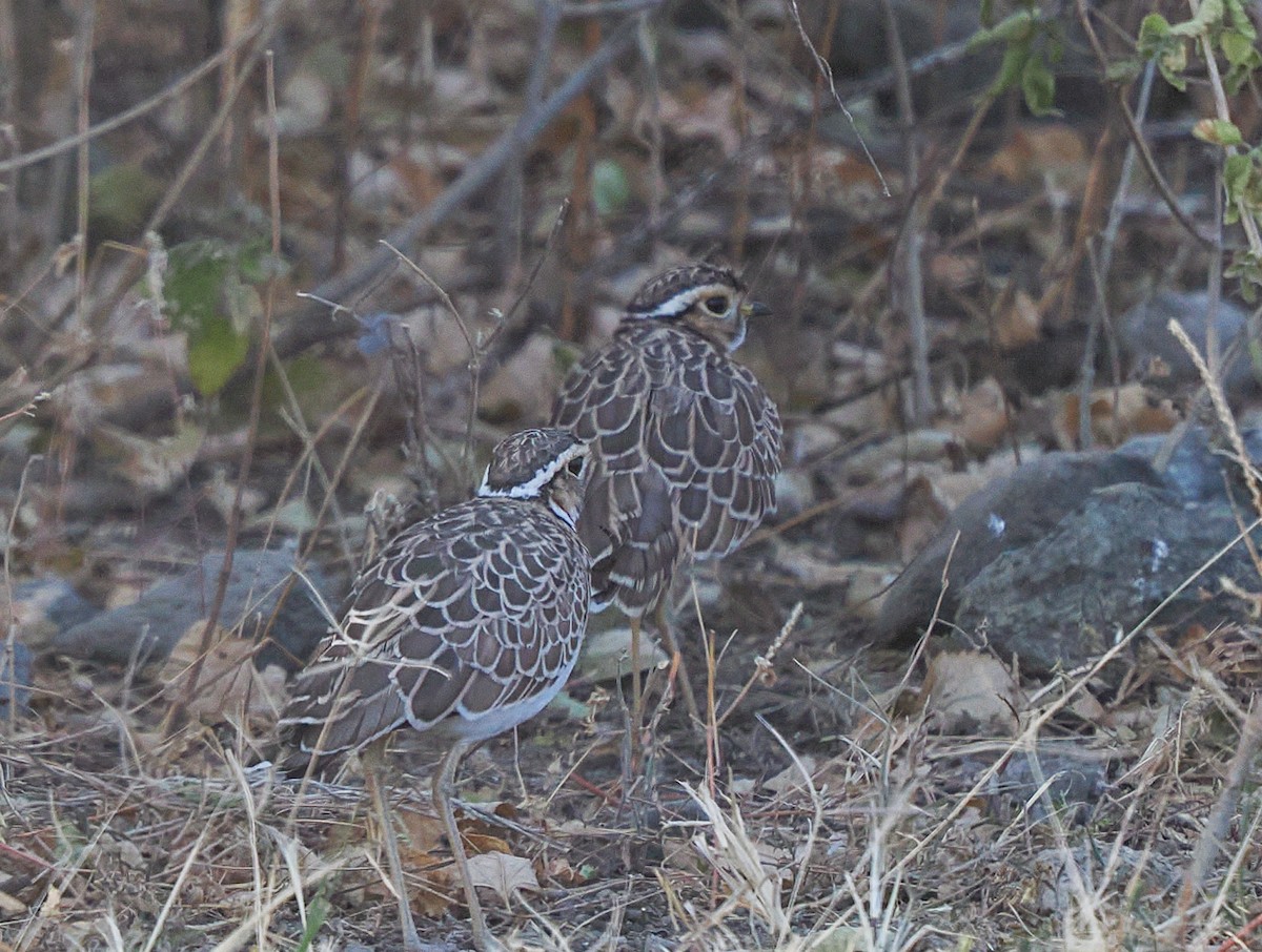 Three-banded Courser - ML647112331
