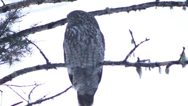 Great Gray Owl (American) - ML647112332