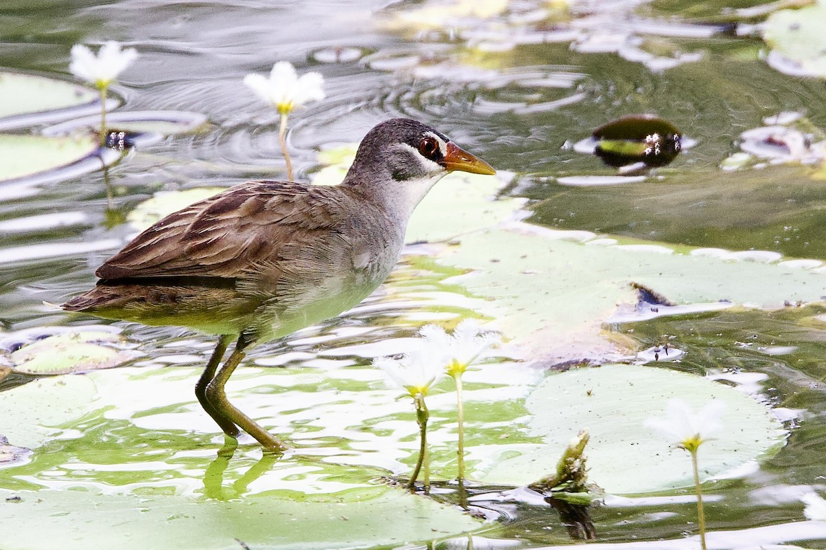 Râle cendré - ML647112351