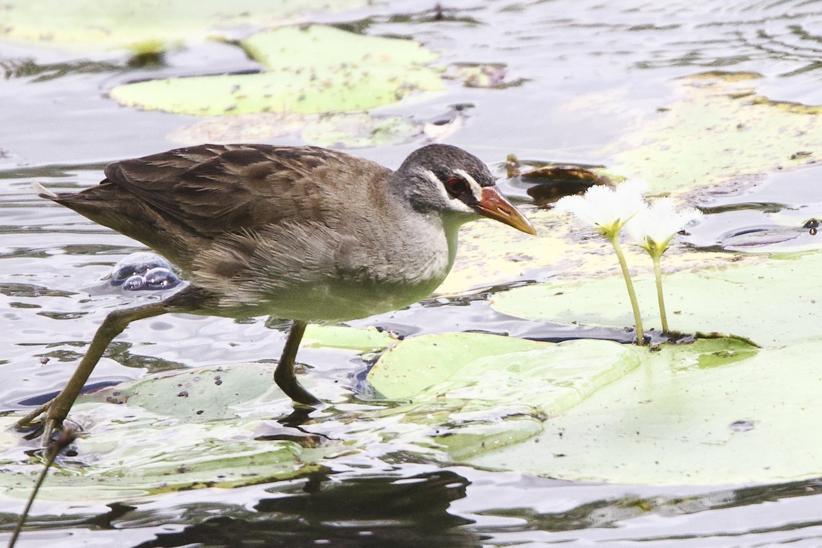 Râle cendré - ML647112355