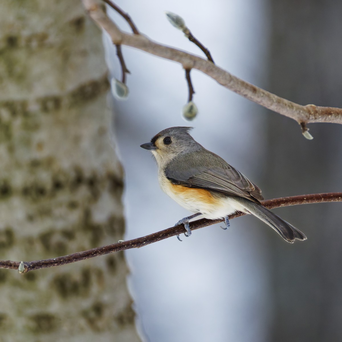 Американская гренадерка - ML647112357