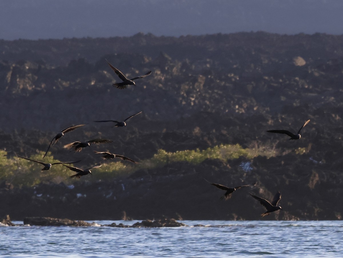 クロアジサシ - ML647112360