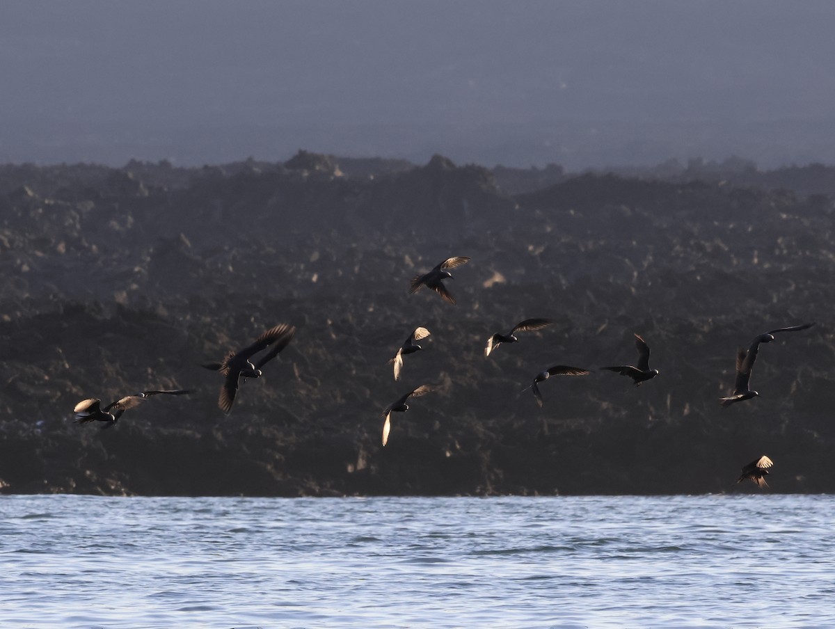 クロアジサシ - ML647112361