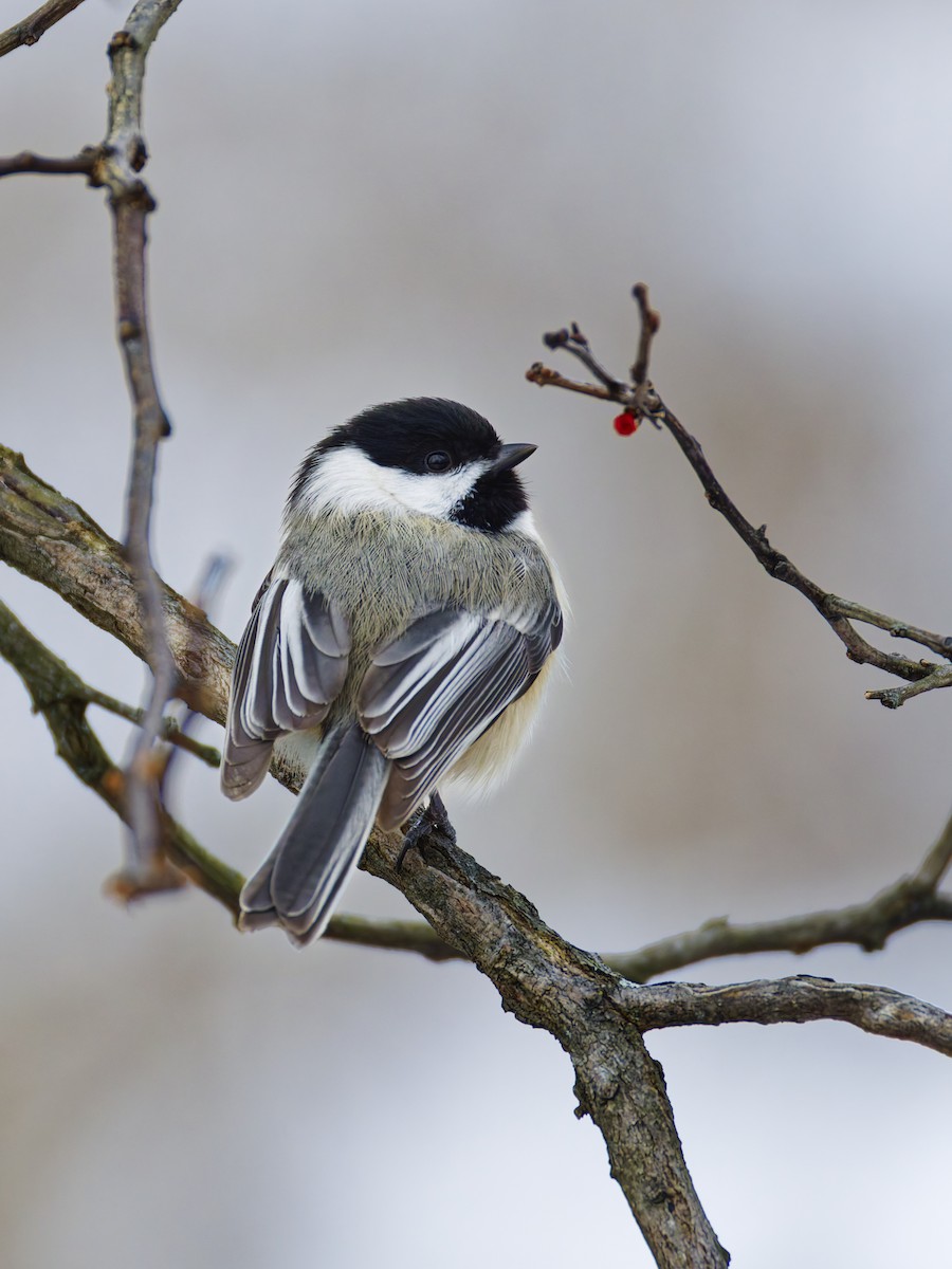 Черношапочная гаичка - ML647112362