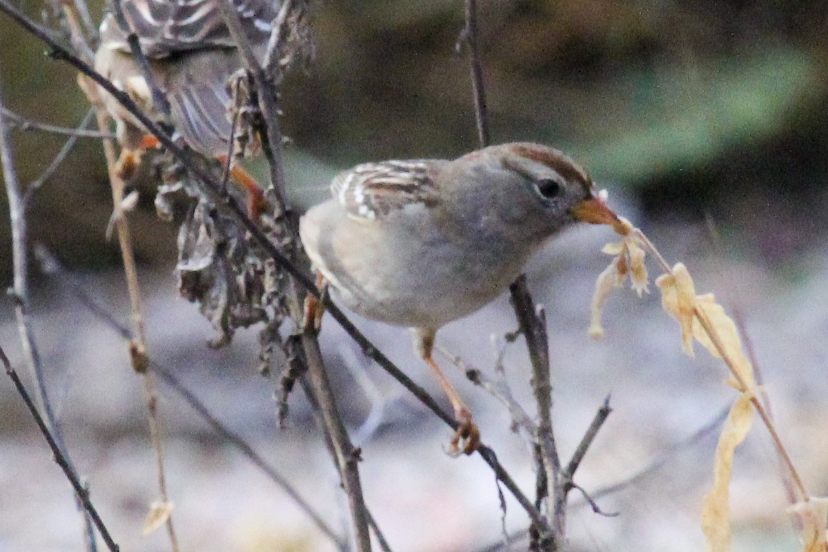 strnadec bělopásý - ML647112364