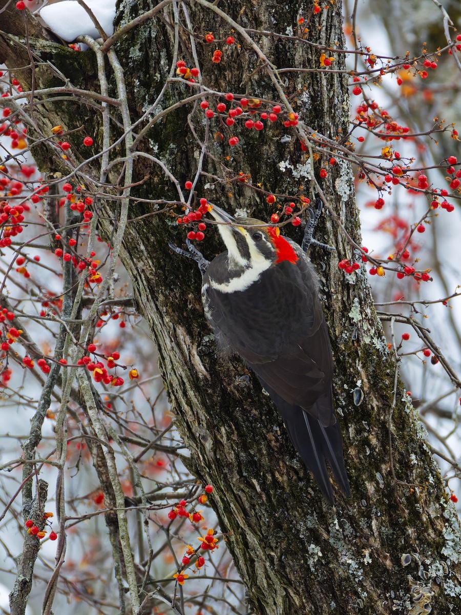 hvitbrynsvartspett - ML647112365