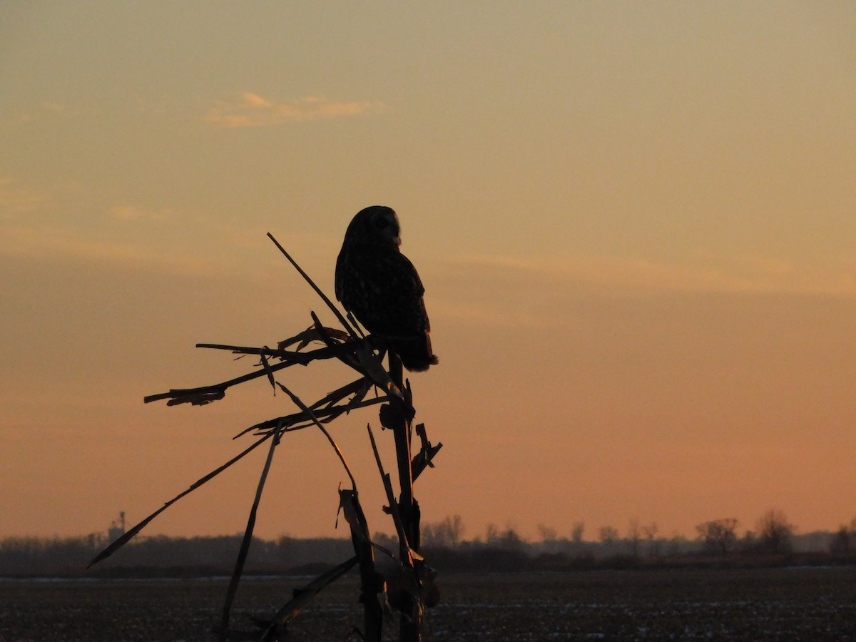 Zingira-hontza (flammeus) - ML647112366