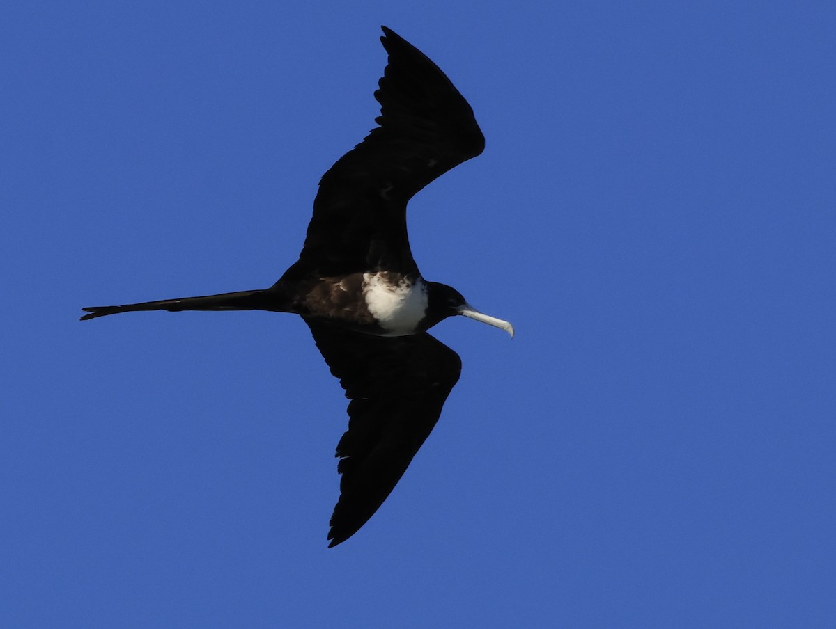 アメリカグンカンドリ - ML647112368