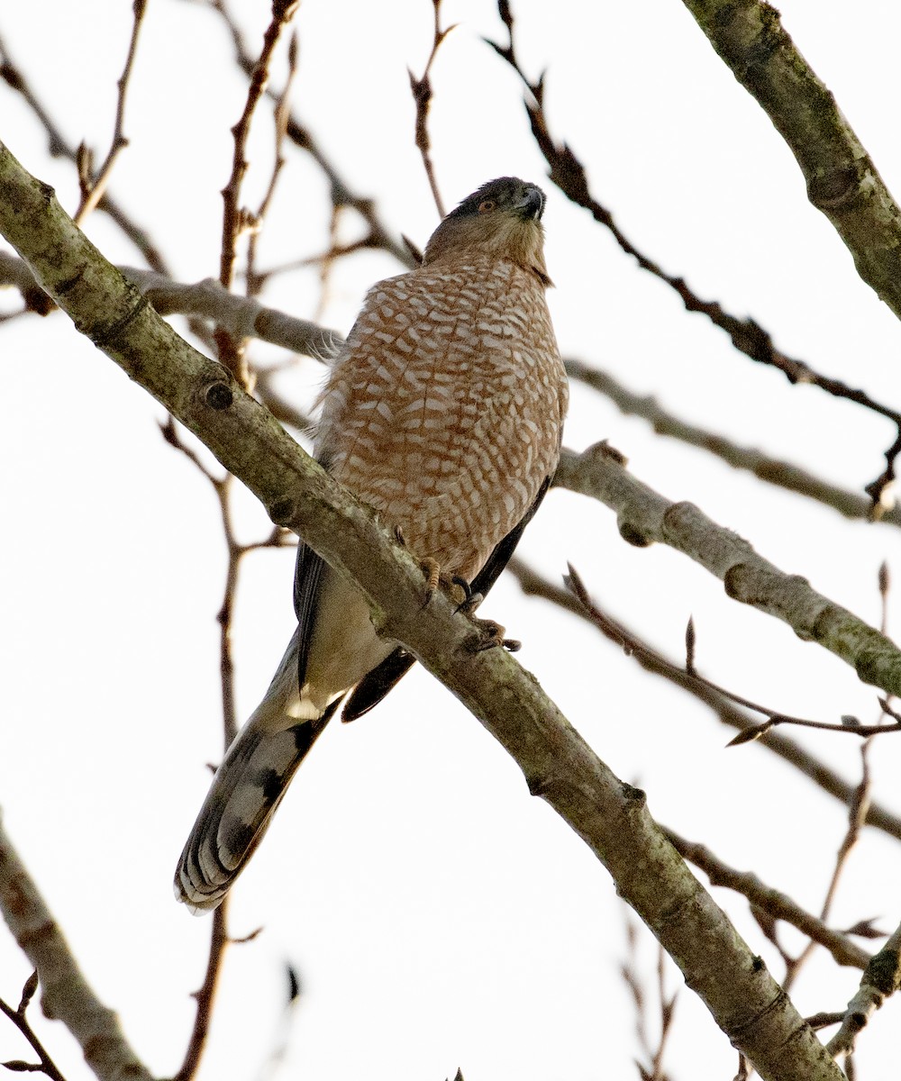 クーパーハイタカ - ML647112369