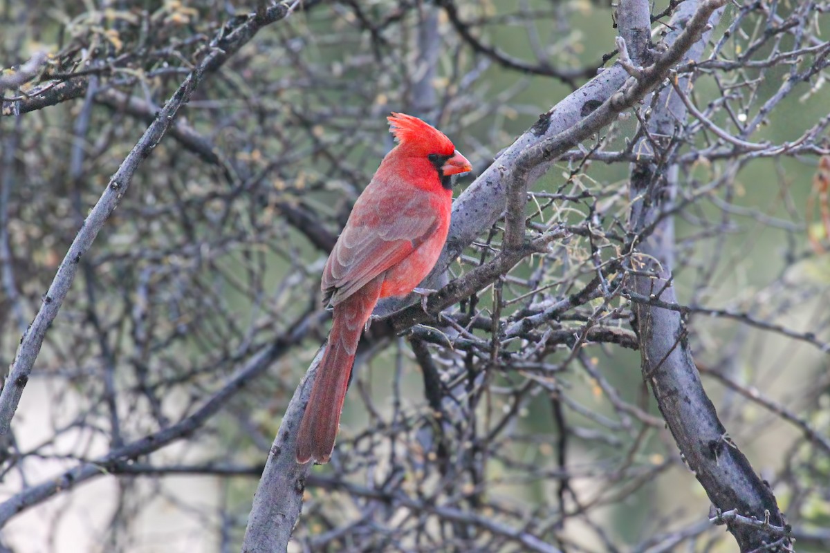 ショウジョウコウカンチョウ - ML647112370