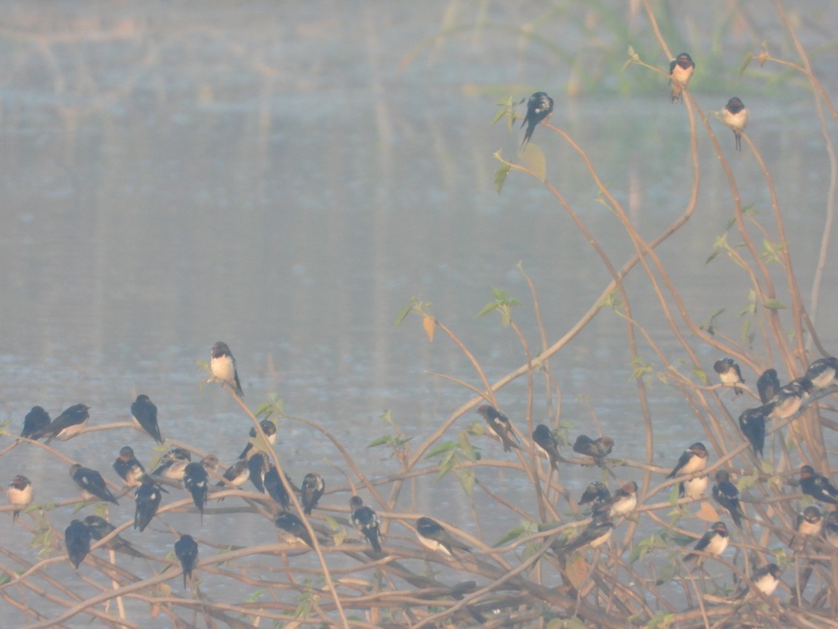 ツバメ - ML647112371