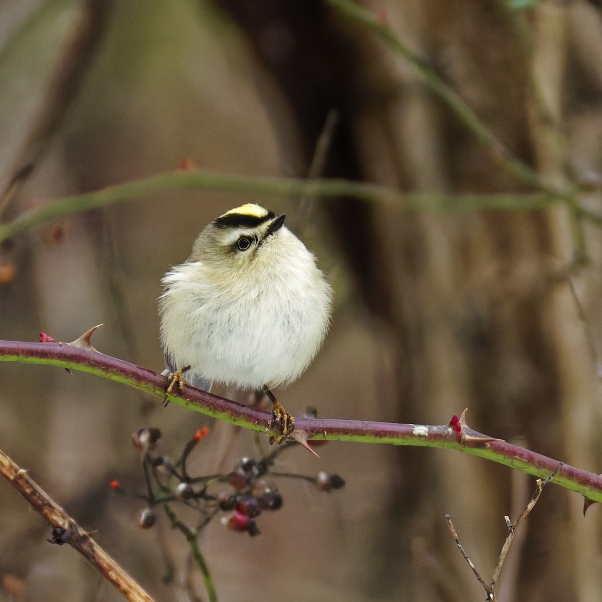 アメリカキクイタダキ - ML647112373