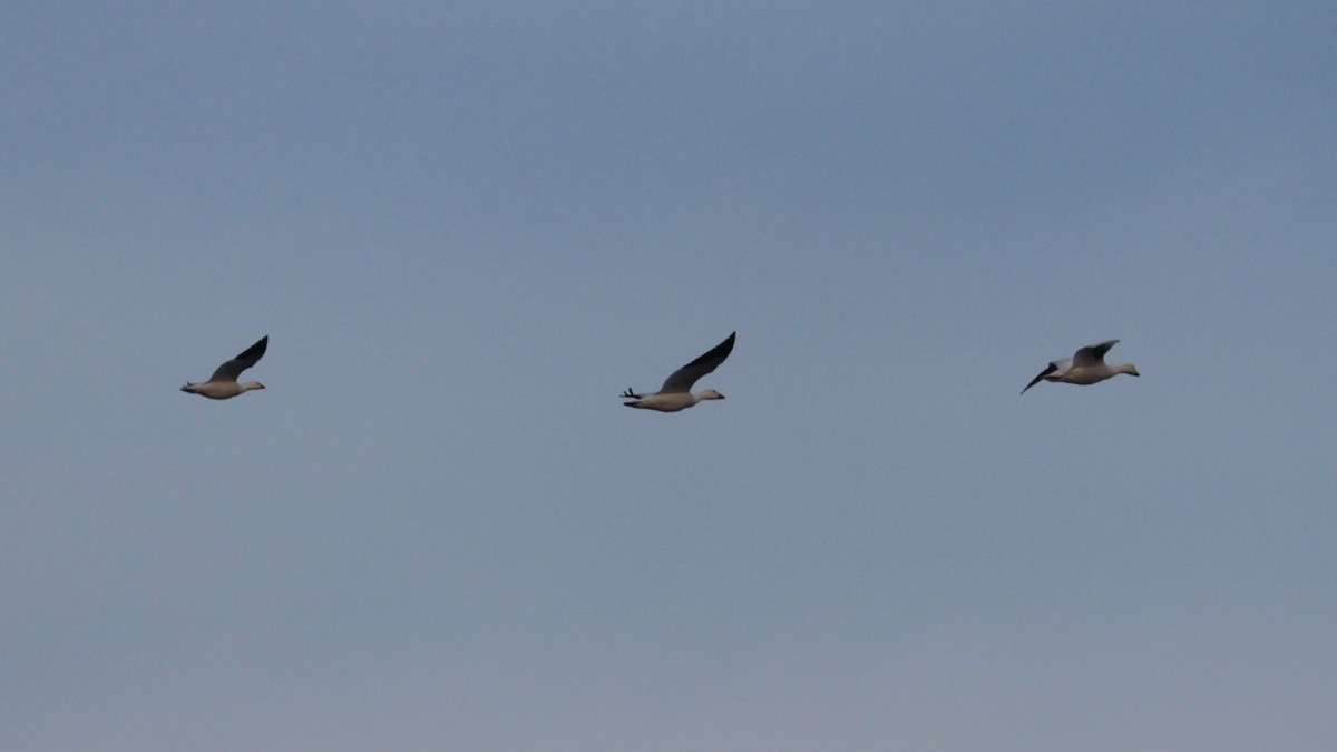 Белый гусь - ML647112374