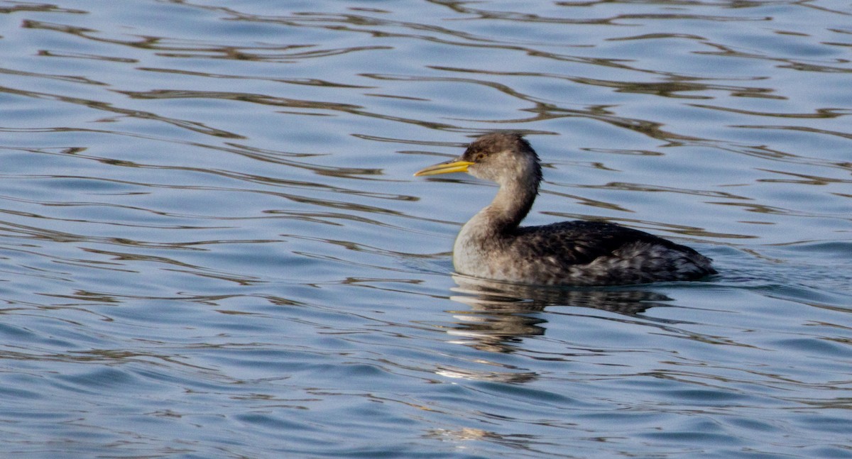 Red-necked Grebe - ML647112375