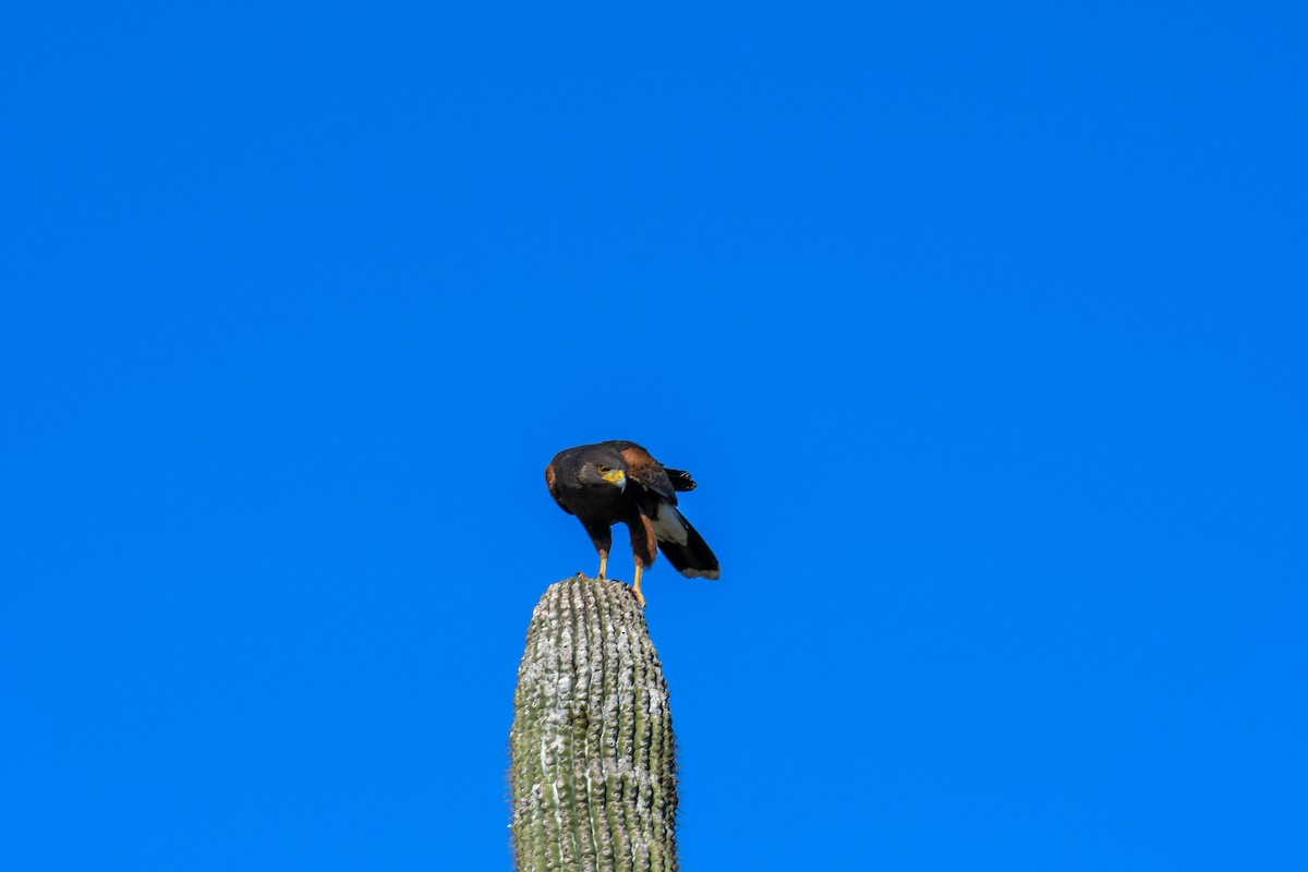 Harris's Hawk - ML647112376
