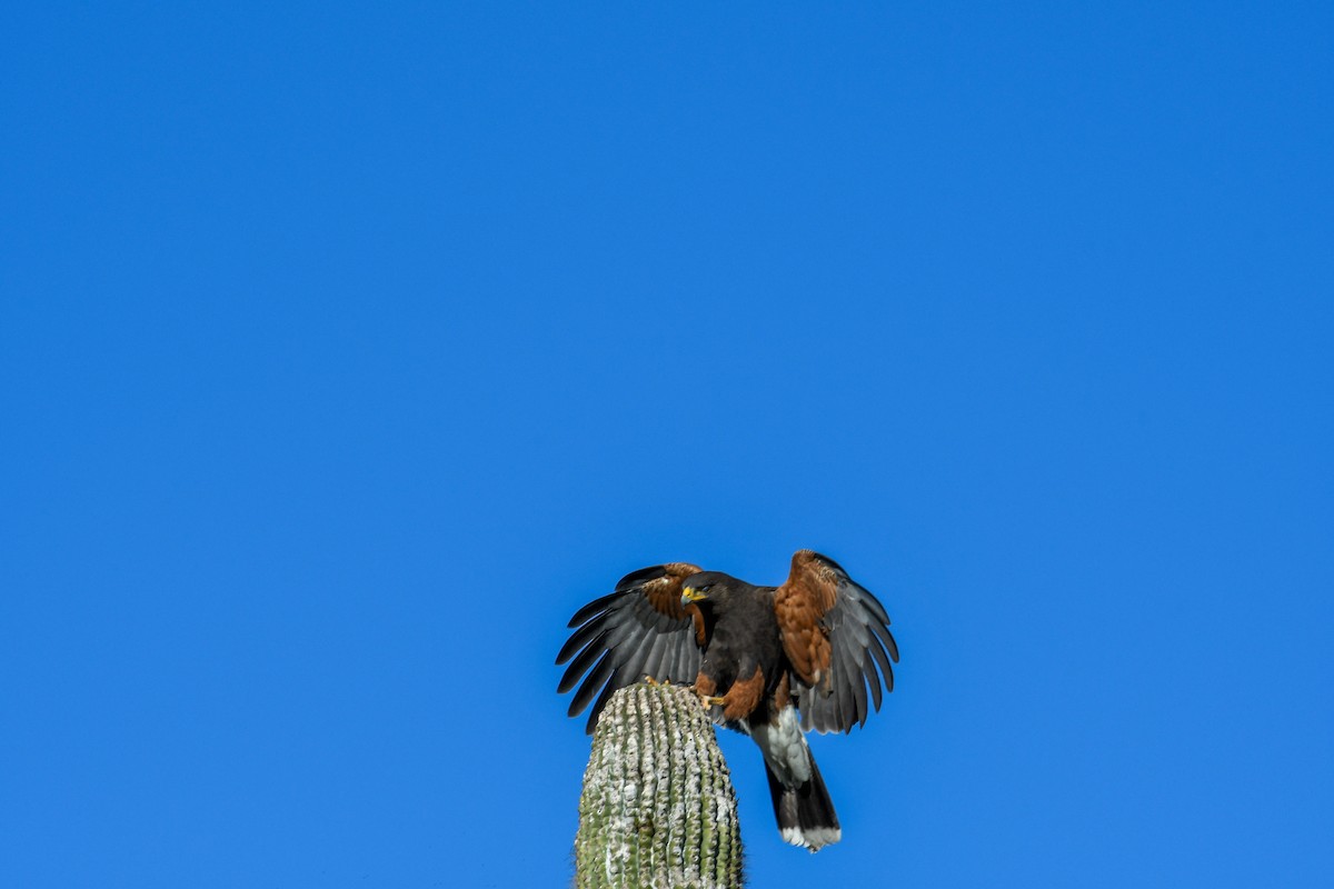 Harris's Hawk - ML647112377