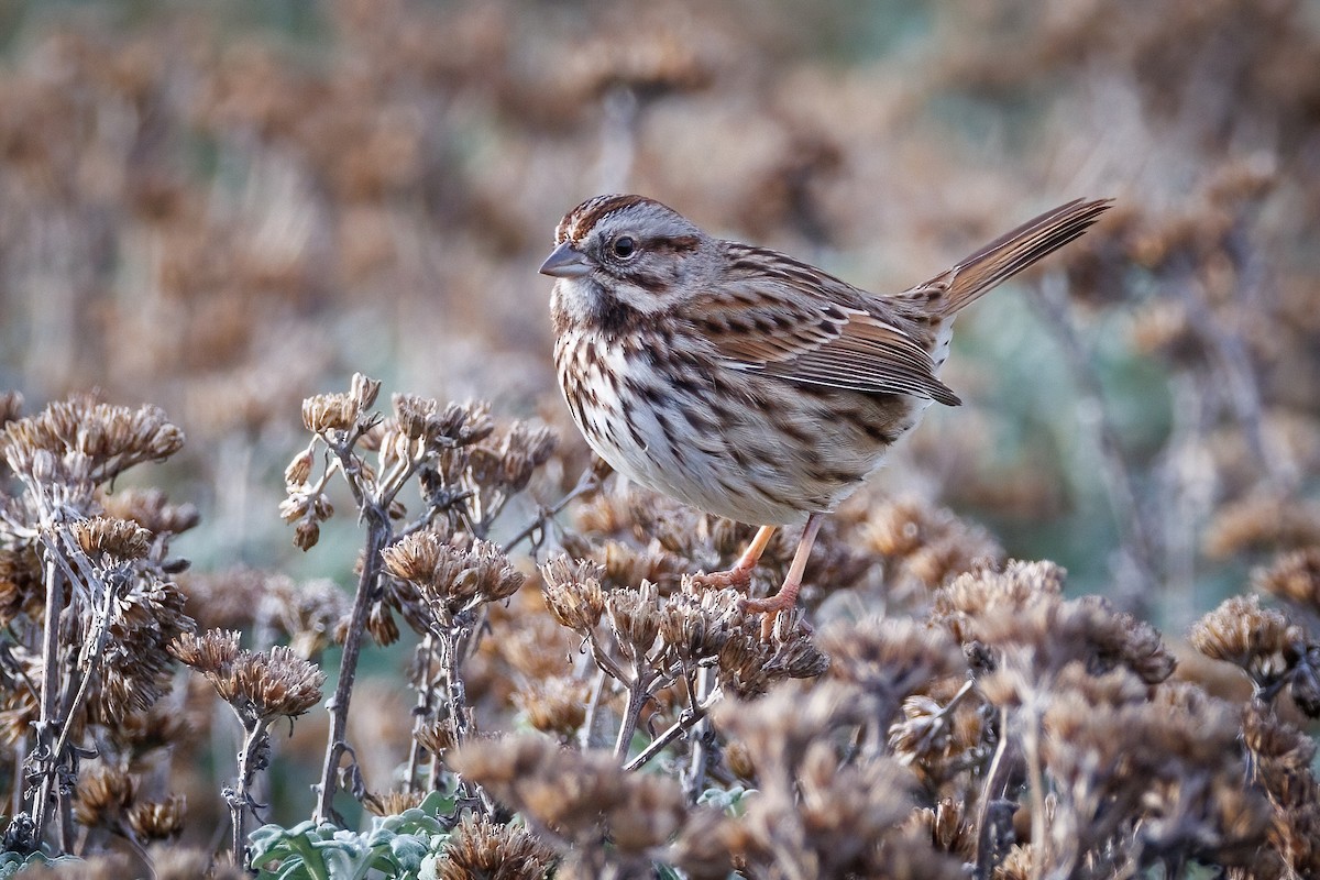 ウタスズメ - ML647112378