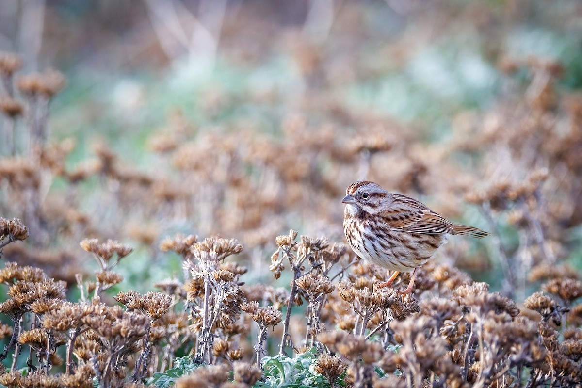 ウタスズメ - ML647112379