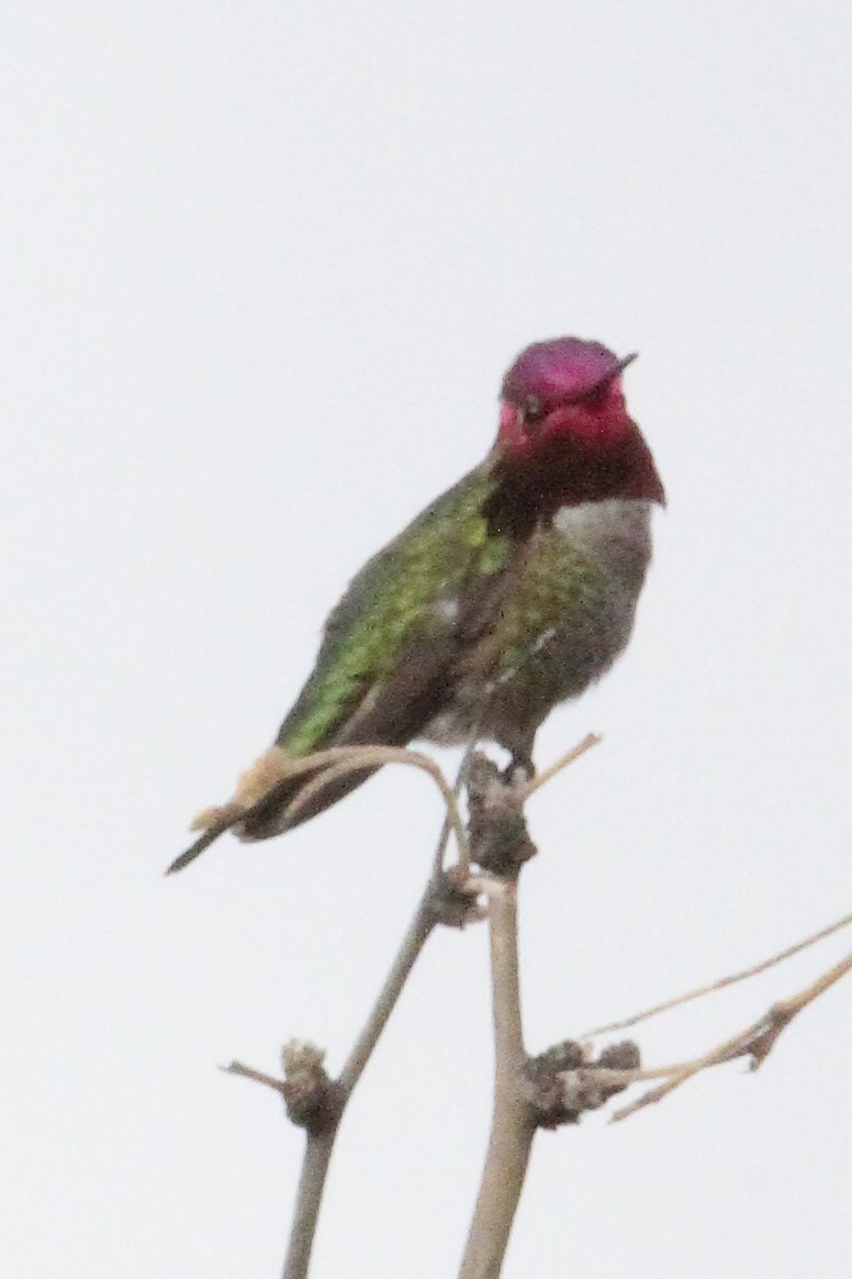 Anna's Hummingbird - ML647112380
