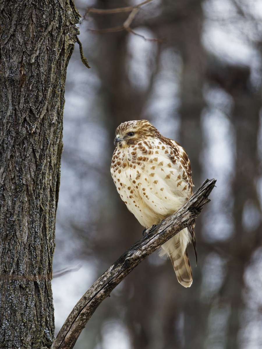 カタアカノスリ - ML647112382