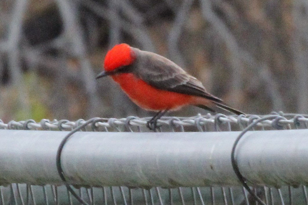 ベニタイランチョウ - ML647112384