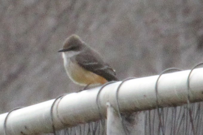 ベニタイランチョウ - ML647112385