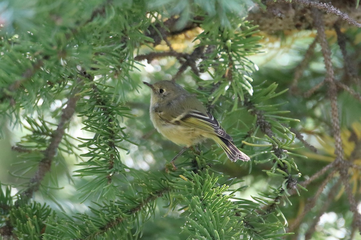 Ruby-crowned Kinglet - ML647112386