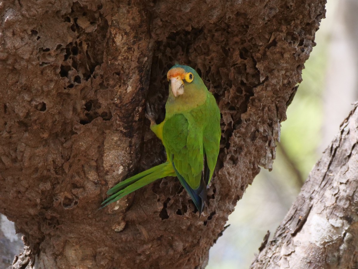 メキシコインコ - ML647112389