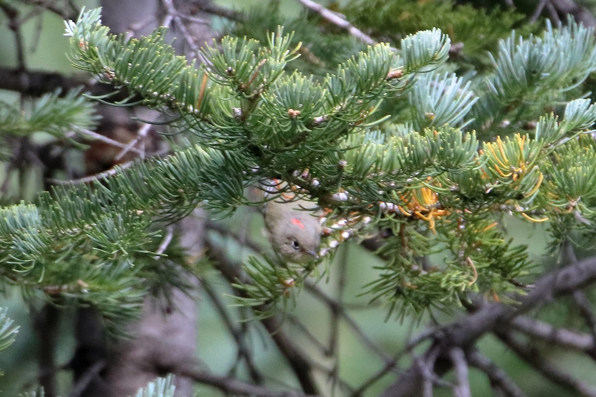 Ruby-crowned Kinglet - ML647112390