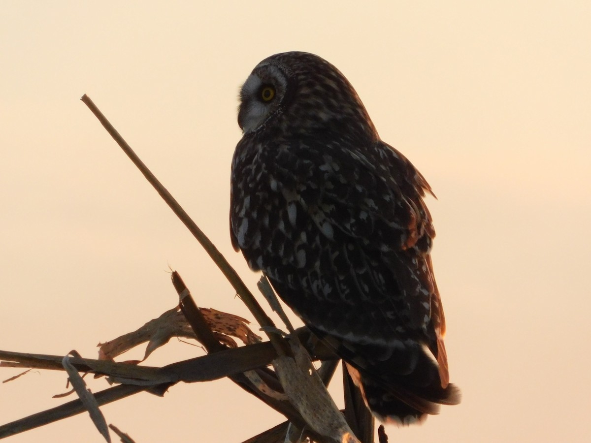 Zingira-hontza (flammeus) - ML647112391