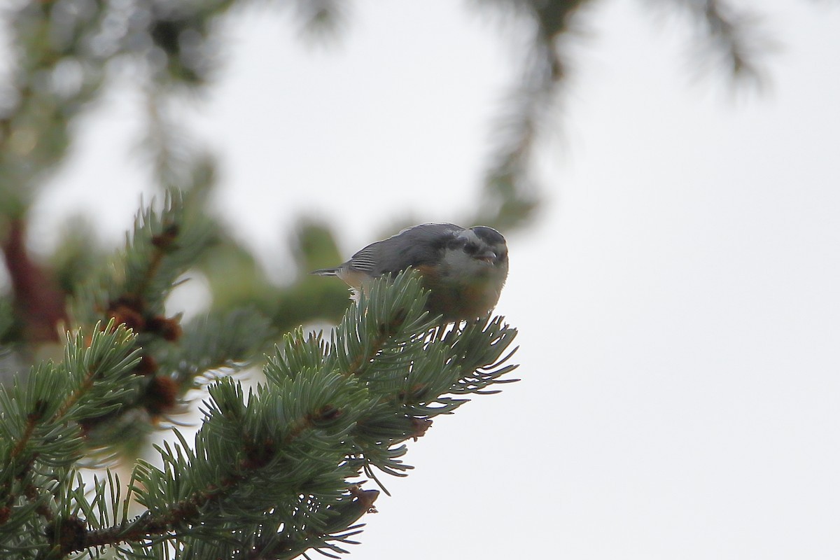 ムネアカゴジュウカラ - ML647112392