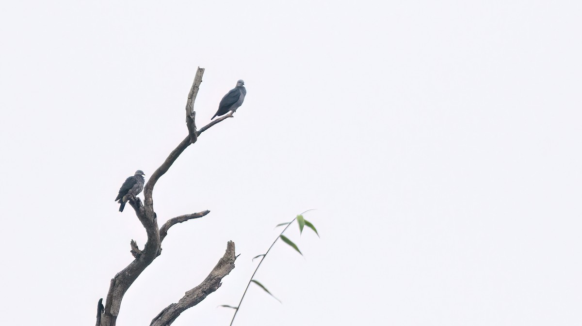 タイワンジュズカケバト - ML647112393