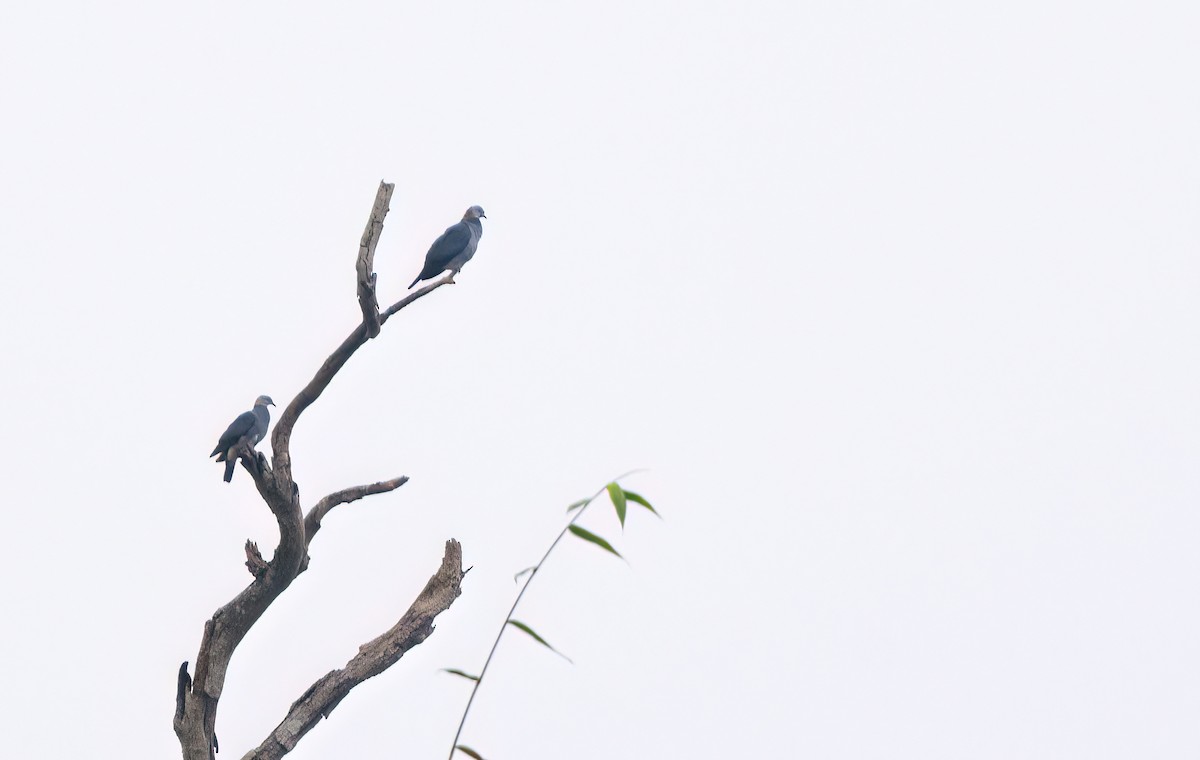 タイワンジュズカケバト - ML647112394