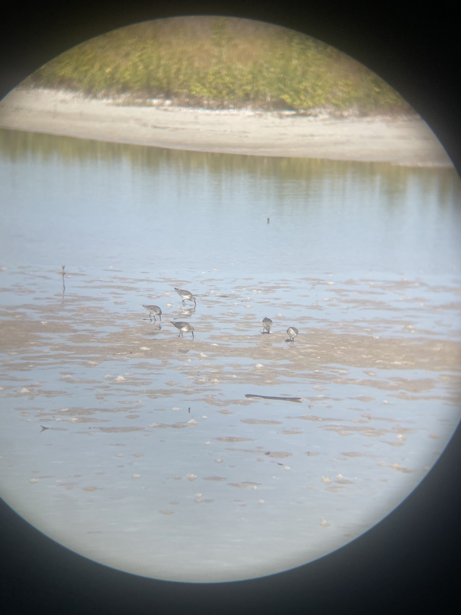 Alpenstrandläufer - ML647112395