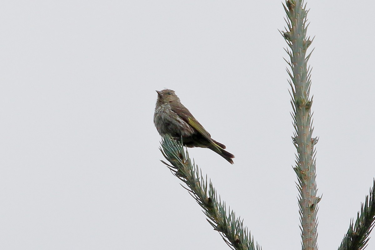 マツノキヒワ - ML647112397