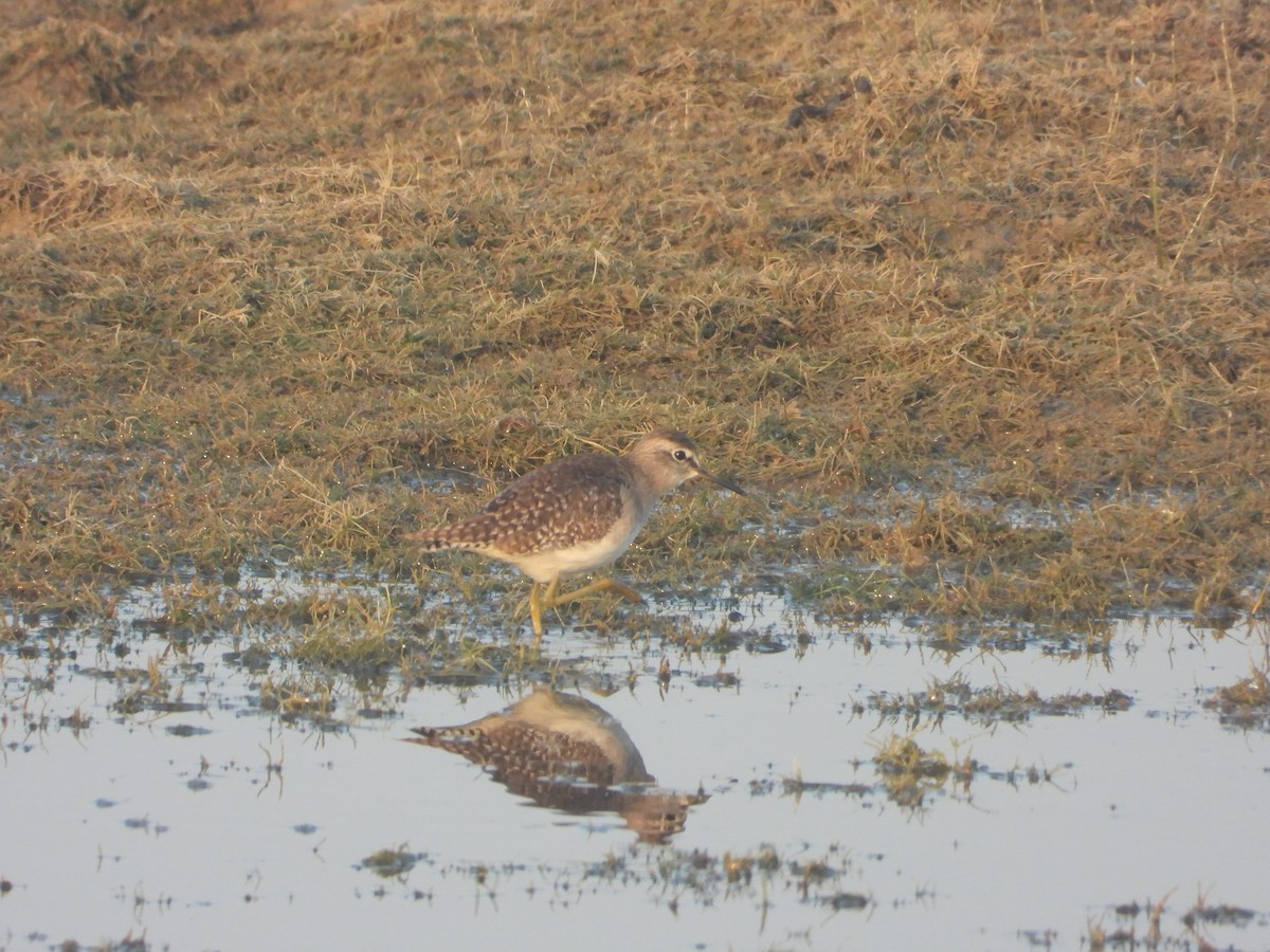 タカブシギ - ML647112398