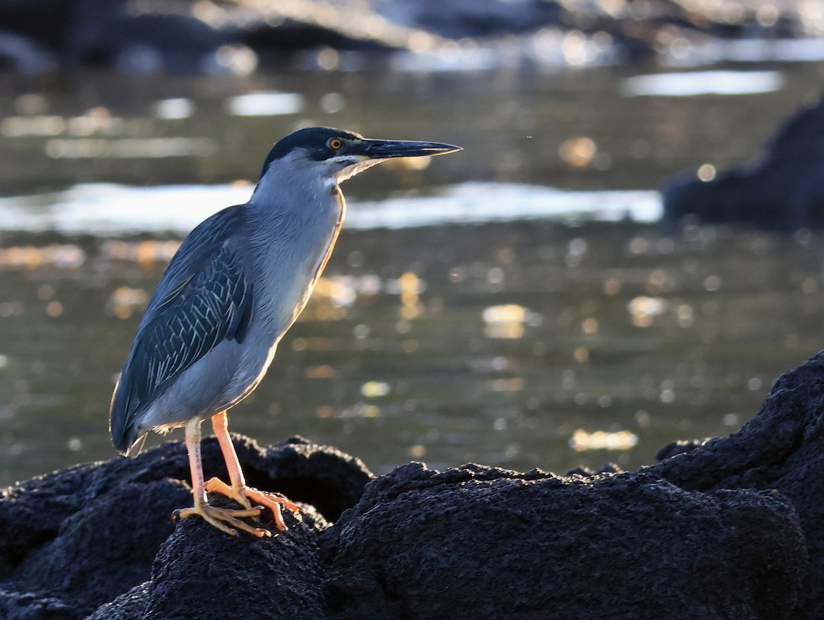 Lava Heron - ML647112402