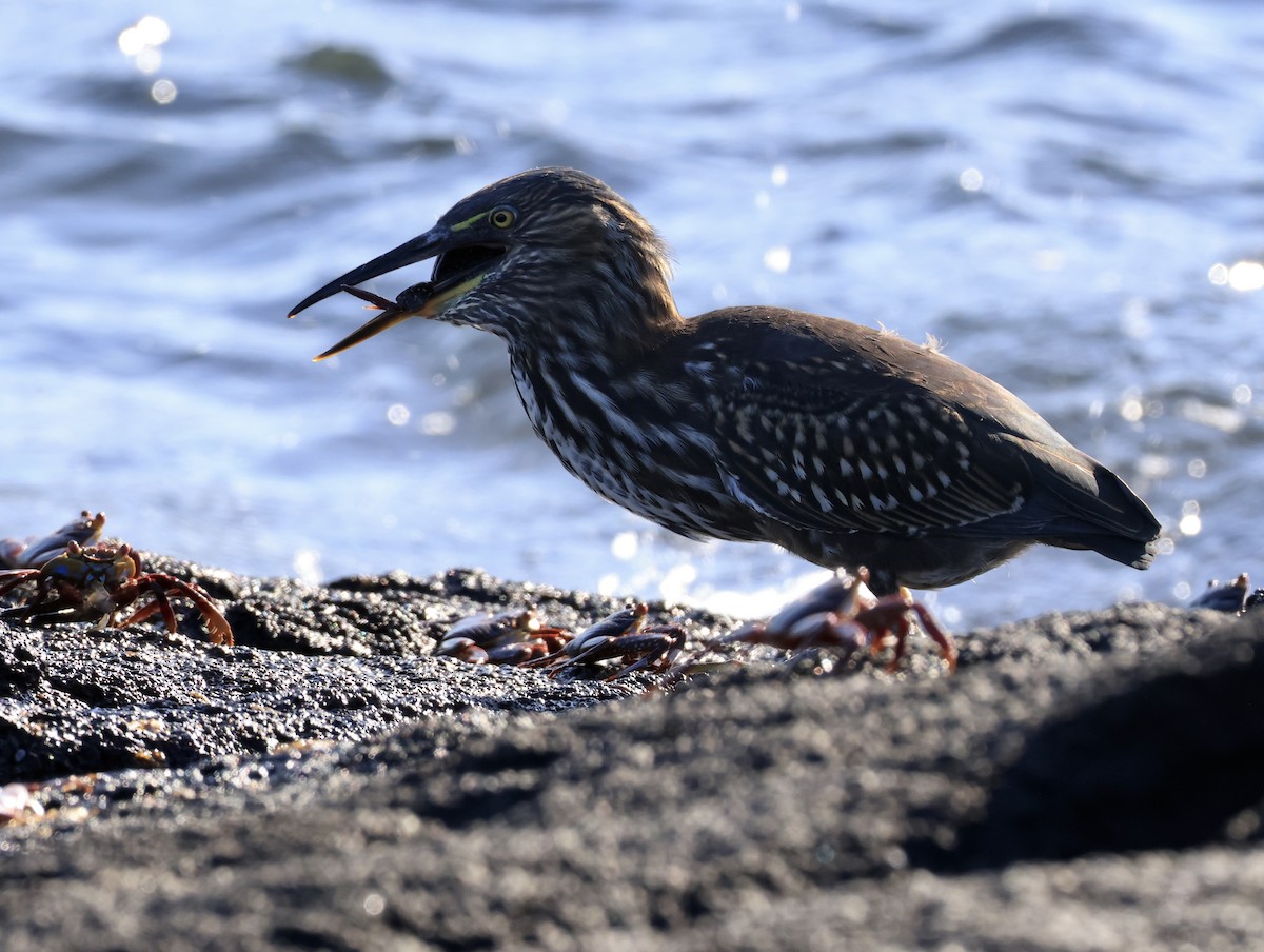 Lava Heron - ML647112404