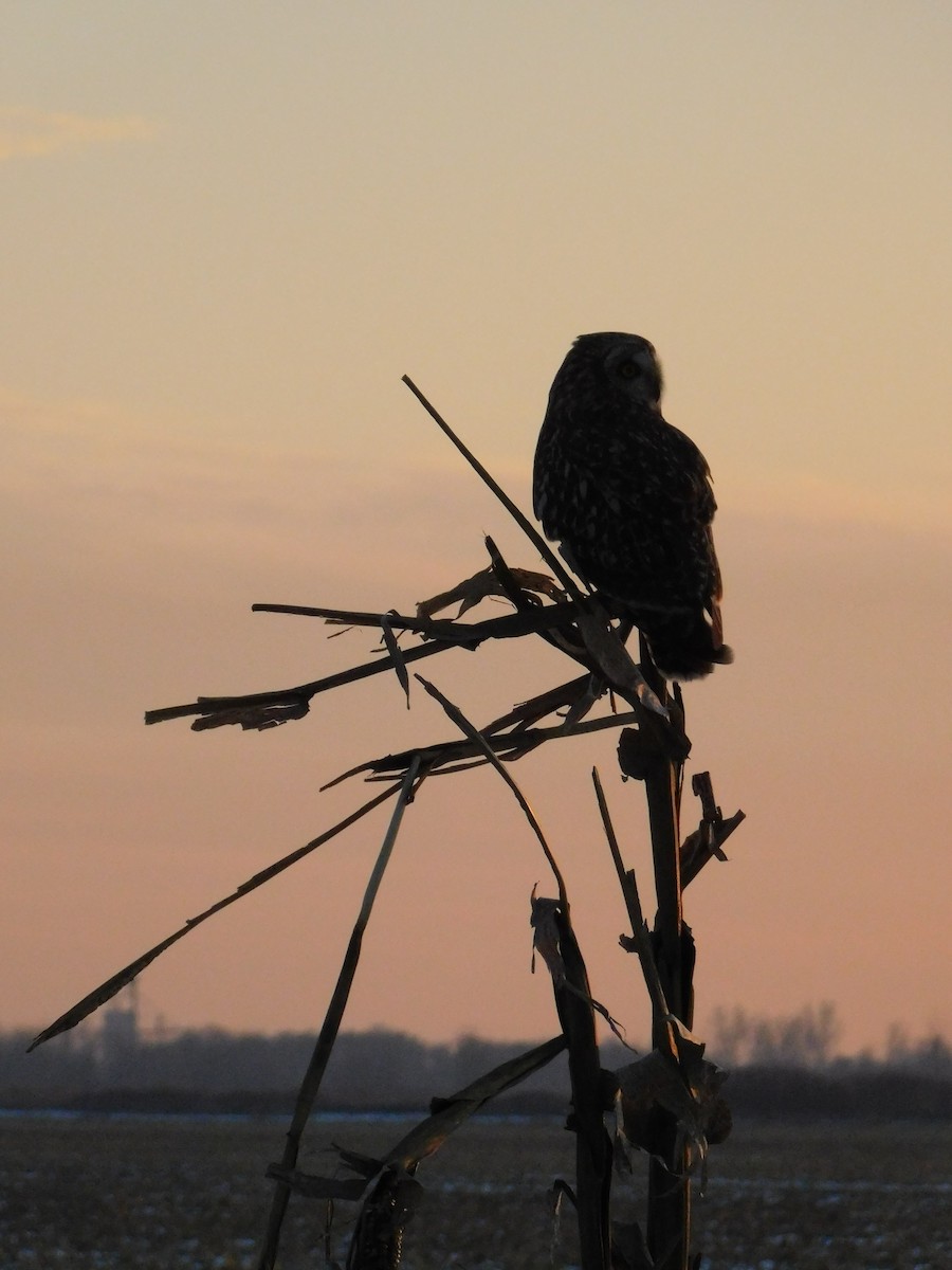 Zingira-hontza (flammeus) - ML647112405