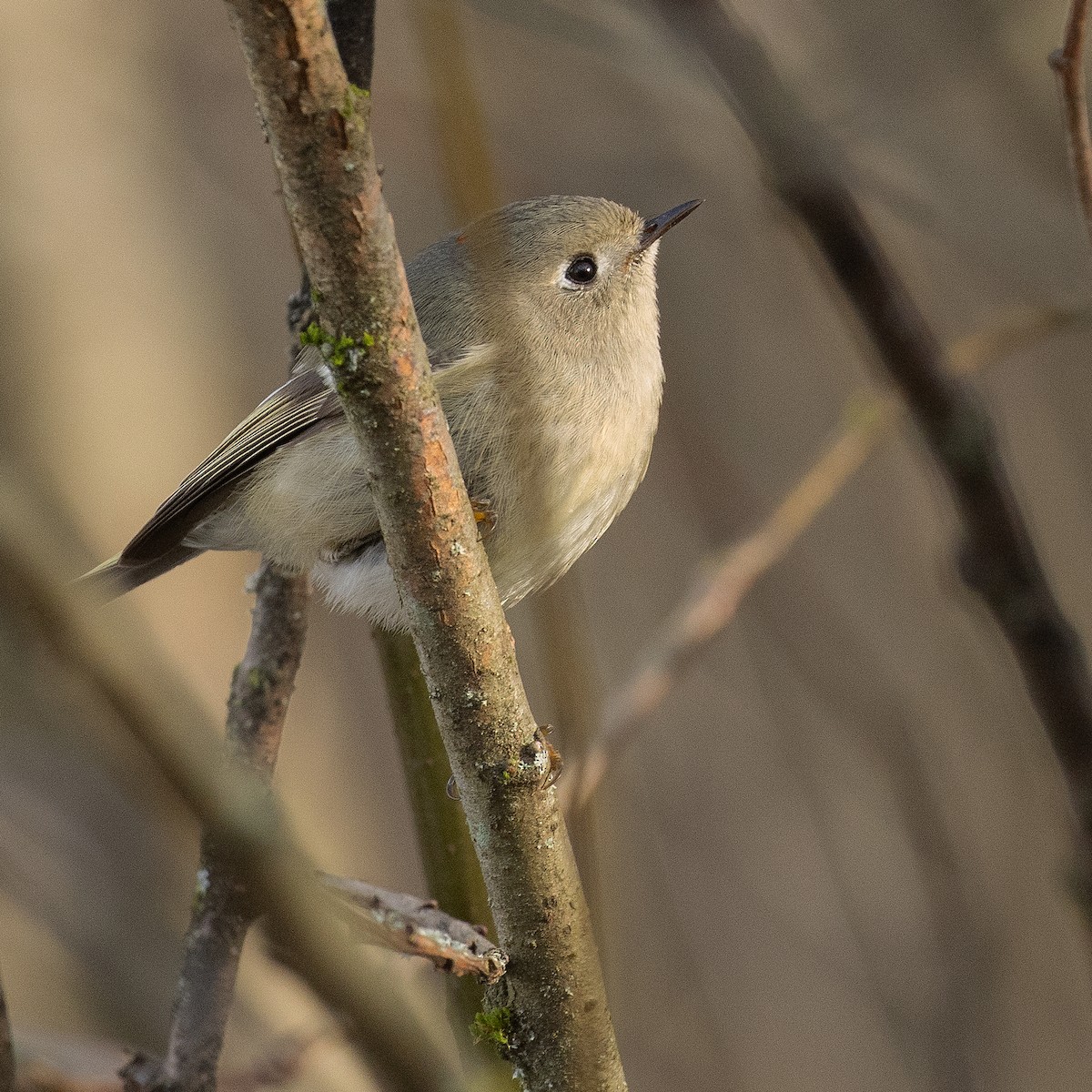 Ruby-crowned Kinglet - ML647112406