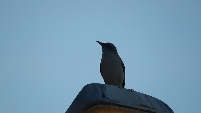 Tropical Mockingbird (Southern) - ML647112408