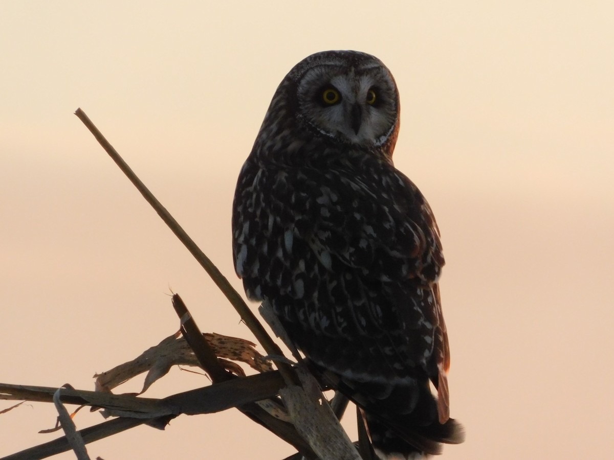 Zingira-hontza (flammeus) - ML647112410