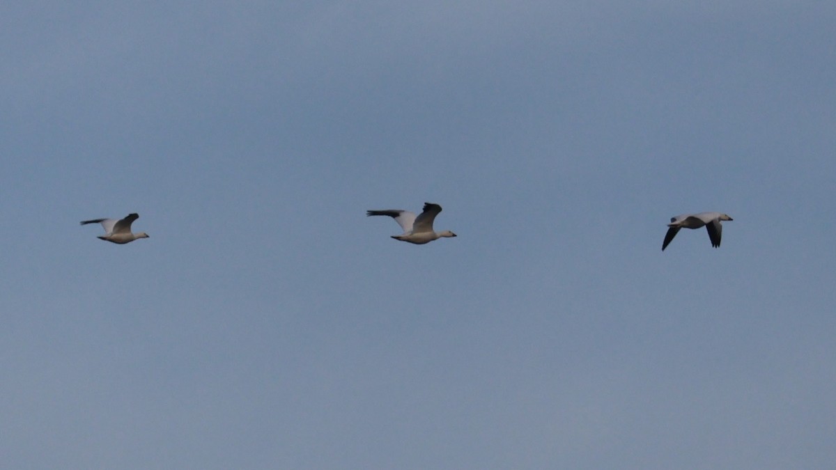 Белый гусь - ML647112411