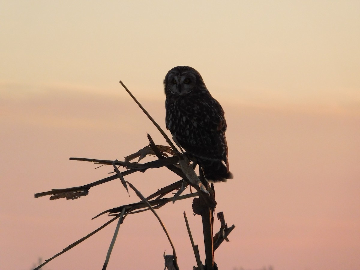 Zingira-hontza (flammeus) - ML647112414