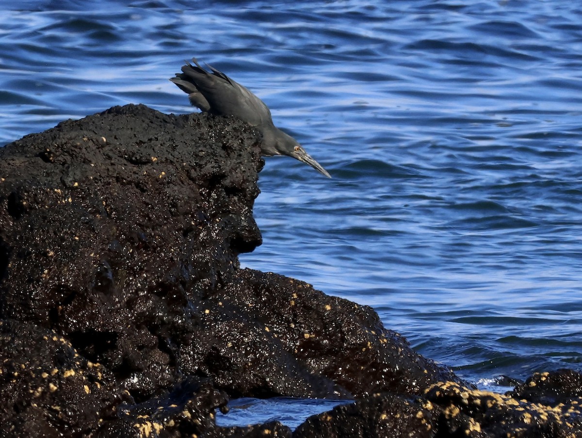 Lava Heron - ML647112416