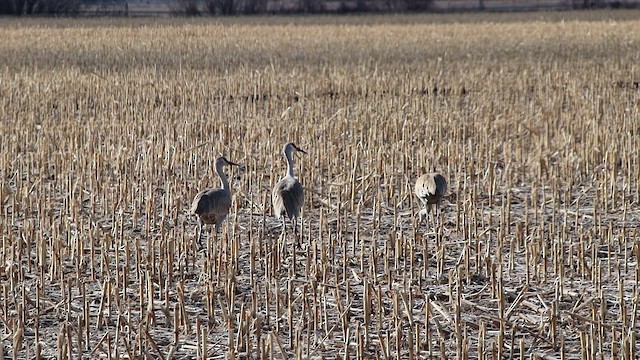 Sandhill Crane (Greater) - ML647112417