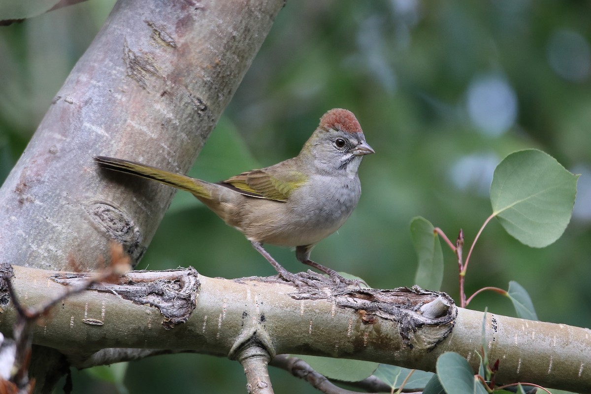 Зелёнохвостый тохи - ML647112419